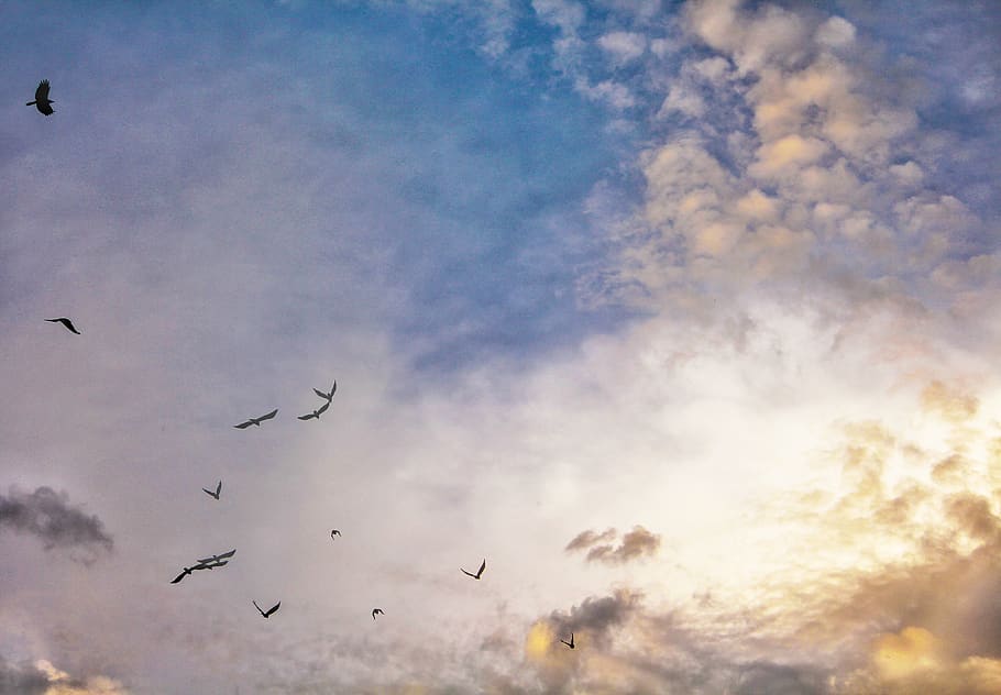 india, coonoor, sky, cloud - sky, flying, bird, low angle view HD wallpaper