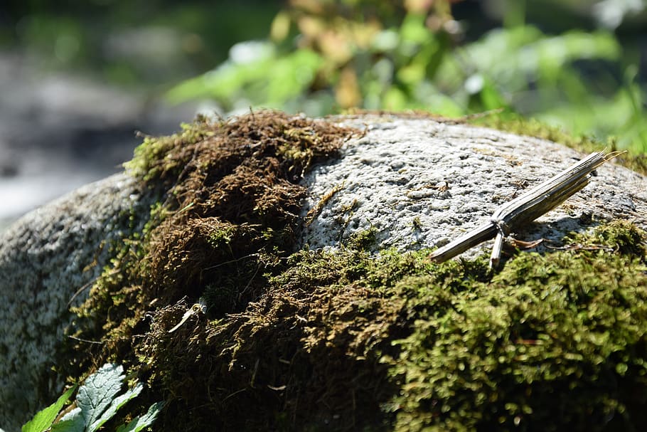 stone, moss, forest, green, plant, focus on foreground, nature HD wallpaper