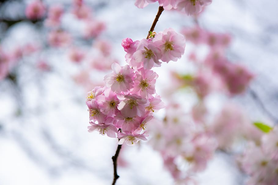 blossom, bloom, cherry, spring, nature, dom, flower, flowering plant HD wallpaper