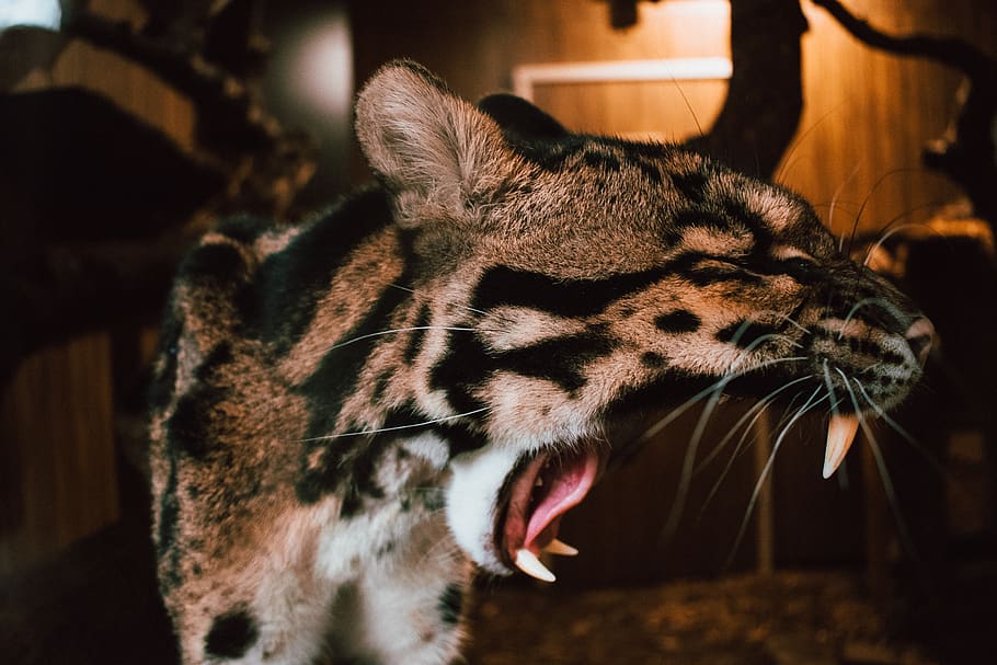 leopard taxidermy, animal, jaguar, panther, mammal, wildlife, HD wallpaper