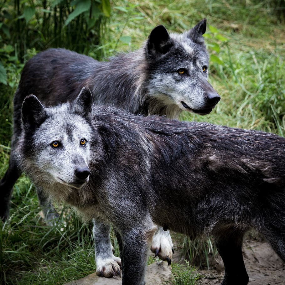 wolf, black, predator, nature, carnivores, mammals, mysterious HD wallpaper