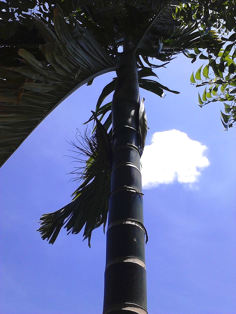tree, palm, cloud, sky, leaves, low angle view, tropical climate HD wallpaper