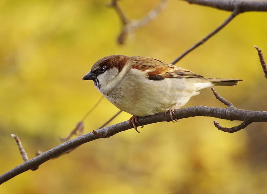 sparrow, branch, sperling, tree, sit, bird, animal themes, one animal HD wallpaper