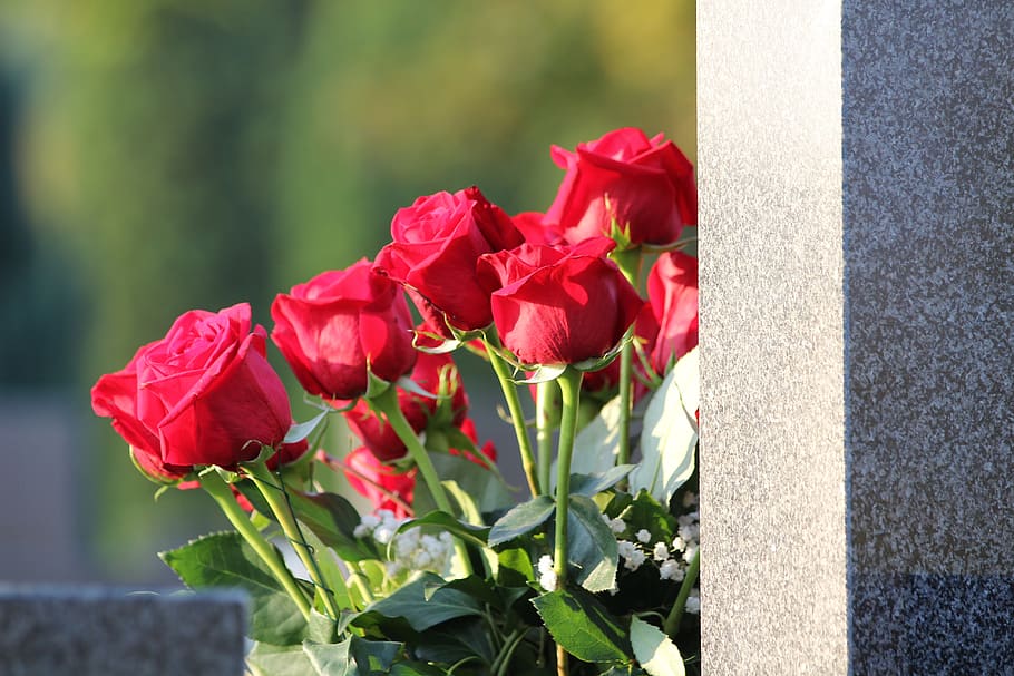 red roses bouquet, condolence, remembering, love, grave, gravestone, HD wallpaper
