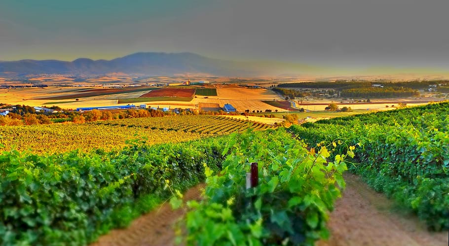 vineyard, vines, landscape, field, plant, scenics - nature, HD wallpaper