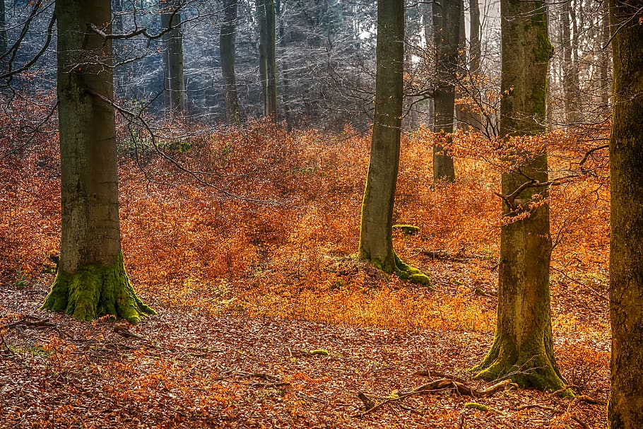 autumn forest, tree, leaf, nature, season, sunbeam, morgenstimmung HD wallpaper