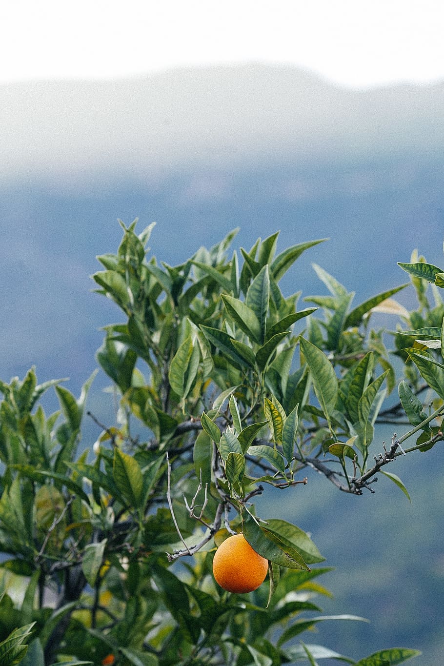 orange plant, food and drink, leaf, growth, plant part, fruit HD wallpaper