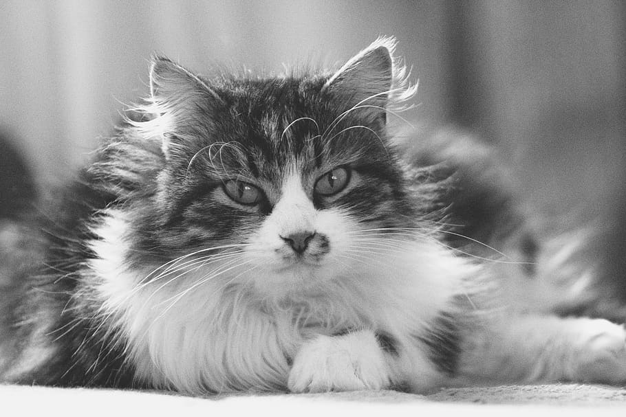 cat, persian, fluffy, big, small, kitty, cats, animal, black and white HD wallpaper