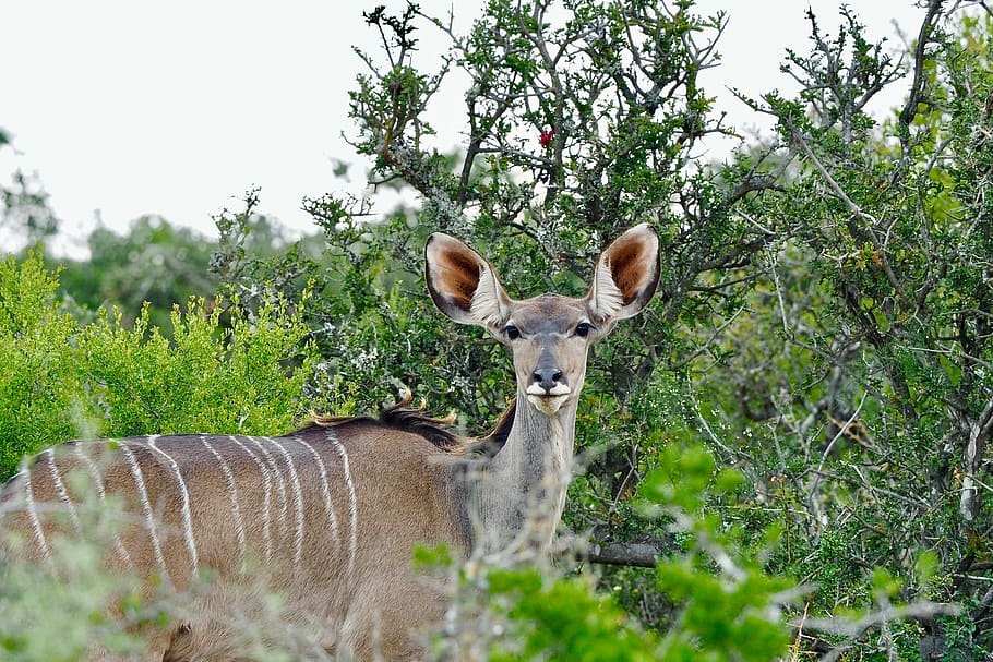 kudu, south africa, animal, mammal, safari, addopark, wilderness, HD wallpaper