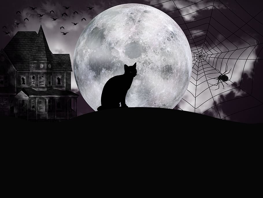 halloween, night, fantasy, full moon, dark, chilling, darkness, HD wallpaper