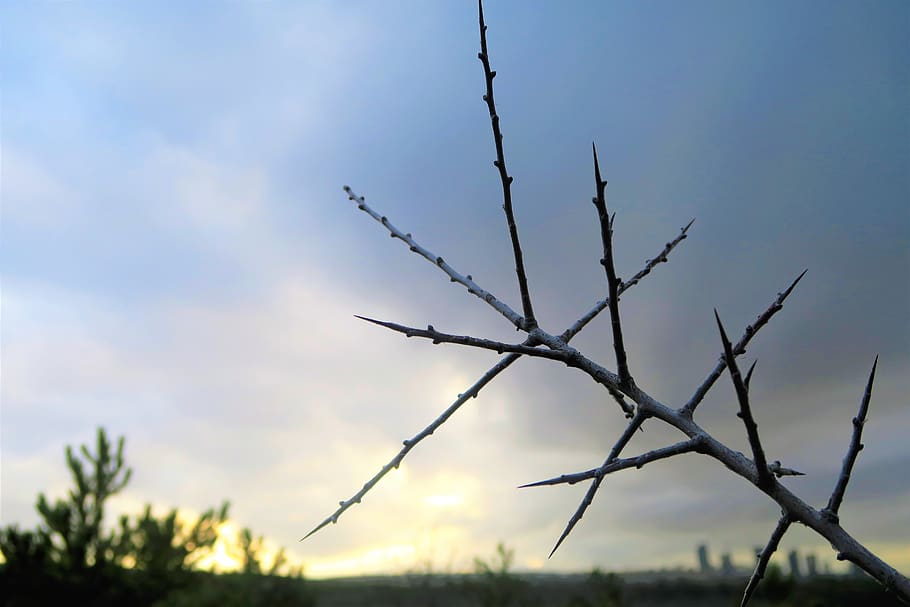 bush, barbed, nature, sky, plant, forest, mountains, clouds HD wallpaper