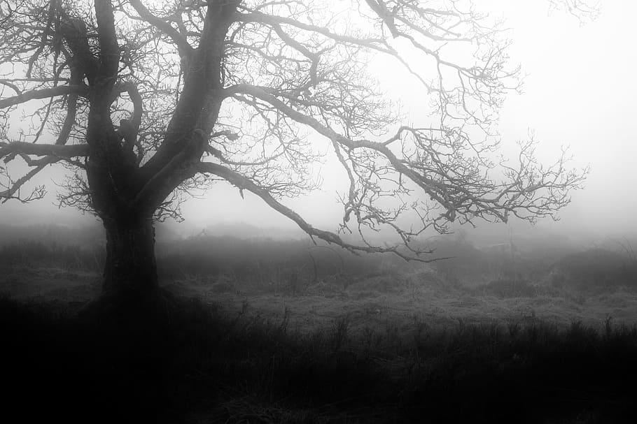 fog, smoke, mist, tree, unclear, plant, tranquility, tranquil scene HD wallpaper