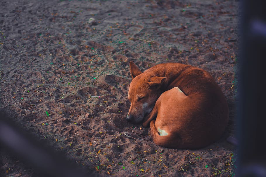 tree, dogs, cute, pets, sleeping dogs, sand, beach, close-up HD wallpaper