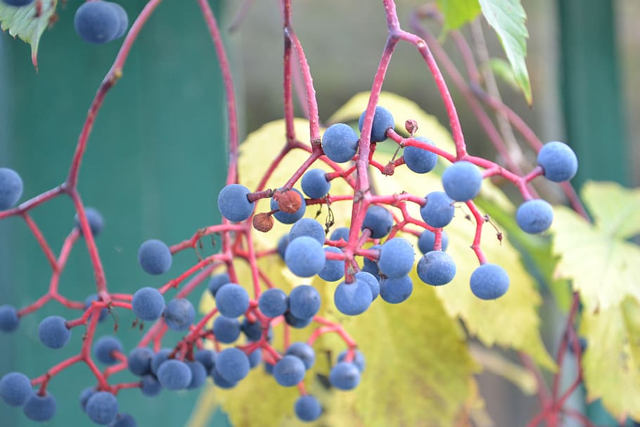 grape, wild, plant, nature, vine, garden, healthy eating, fruit HD wallpaper