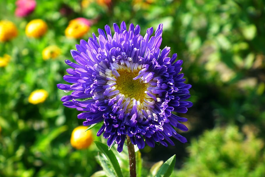 flower, aster, blue, garden, nature, summer, the petals, closeup HD wallpaper