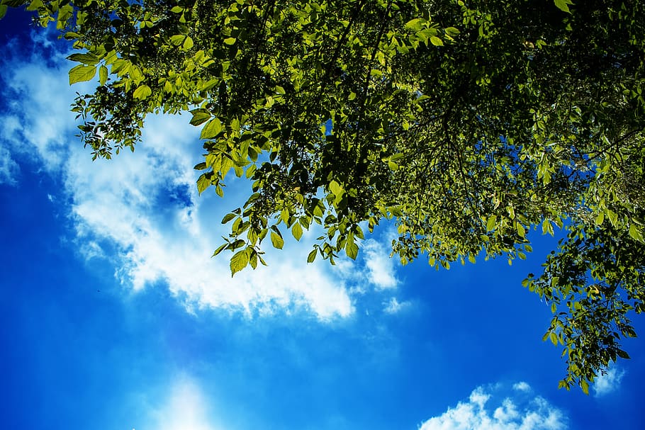 sky, clouds, nature, weather, blue, green, leaves, tree, plant HD wallpaper
