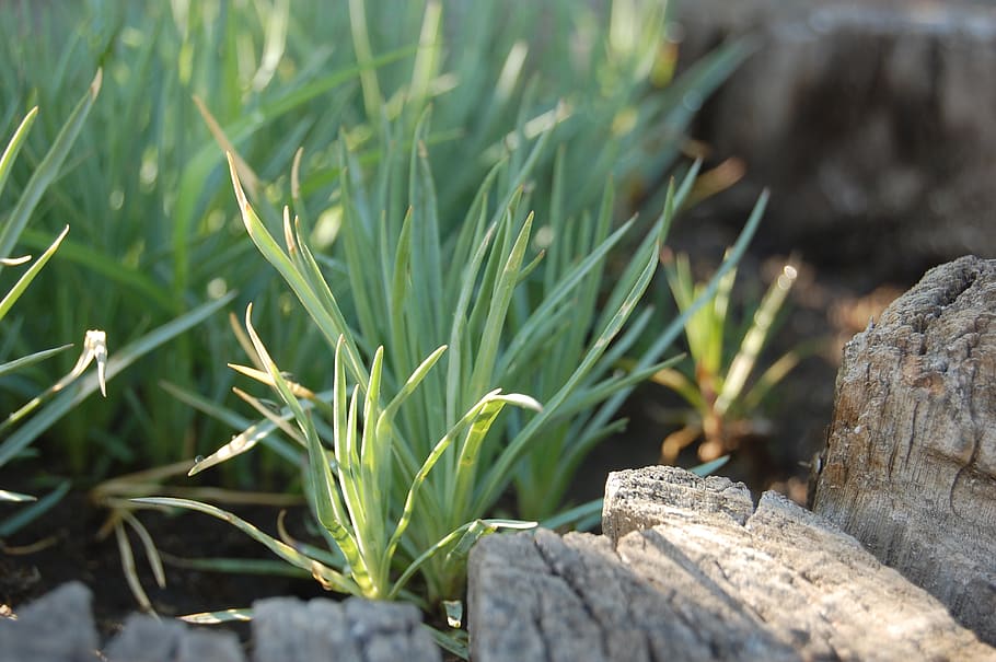 grass, stump, plant, growth, nature, day, close-up, no people HD wallpaper