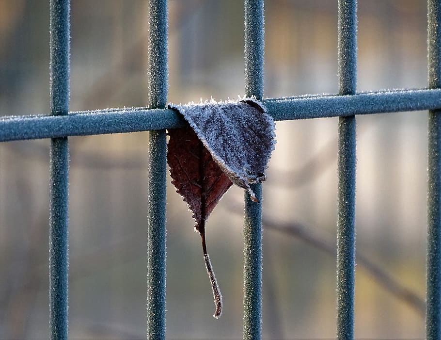 frost, leaf, railing, hoarfrost, frozen, cold, past, silent HD wallpaper