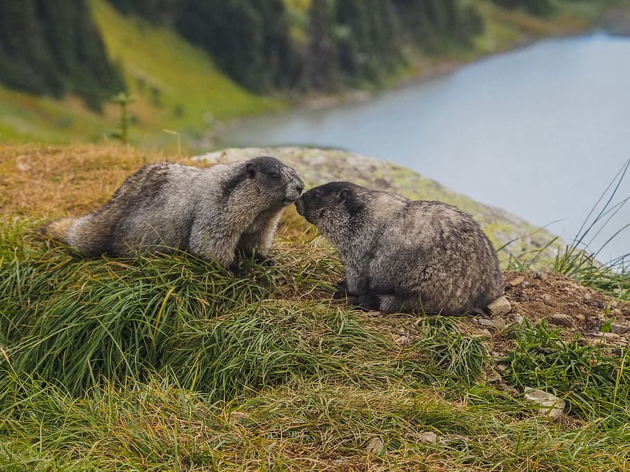 two gray animals on ground, animal wildlife, animal themes, group of animals HD wallpaper