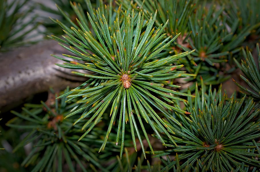 pine, tree, green, nature, fresh, thorn, thorny, plant, green color HD wallpaper