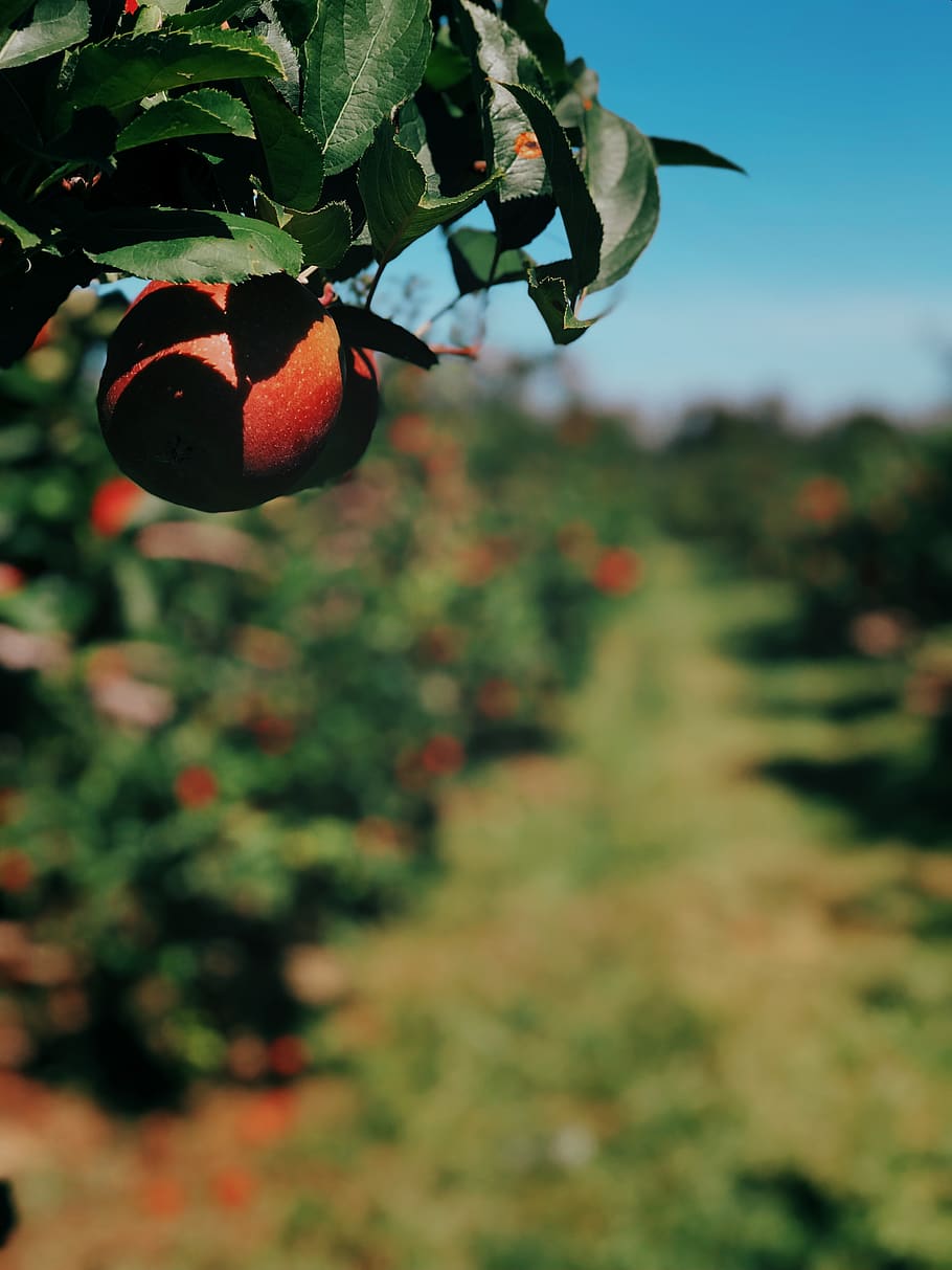 tree, growth, plant, leaf, plant part, focus on foreground HD wallpaper