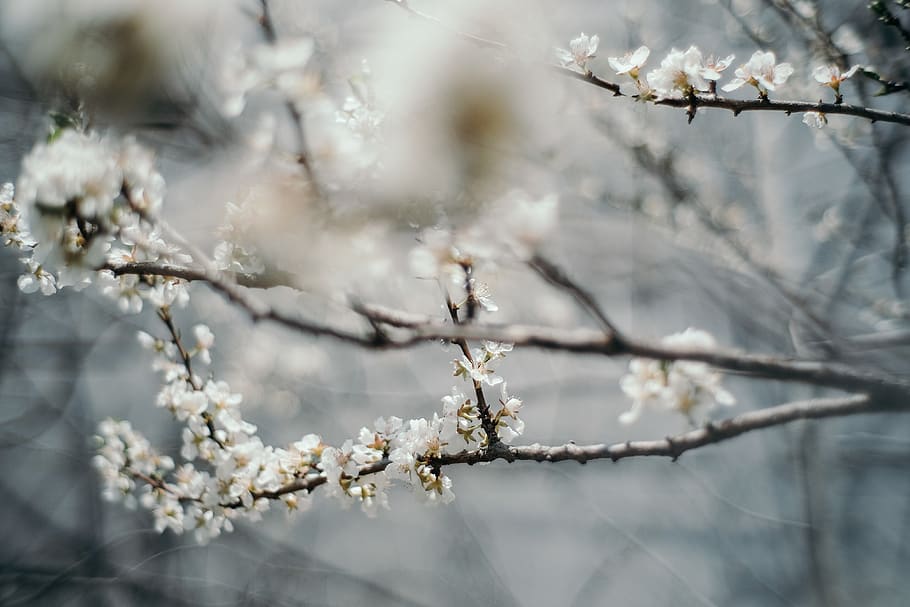 white cherry blossom, plant, branch, flowering plant, tree, beauty in nature HD wallpaper