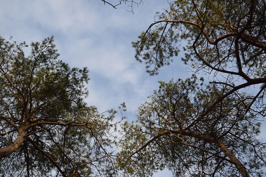tree, woods, nature, plant, low angle view, sky, branch, beauty in nature HD wallpaper