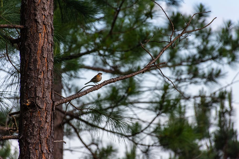 bird perched on tree branch during daytime, animal, plant, villa alpina HD wallpaper