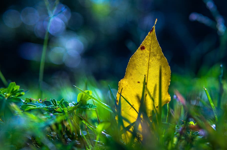 leaf, summer, fall, grass, color, bokeh, yellow, green, abstract HD wallpaper
