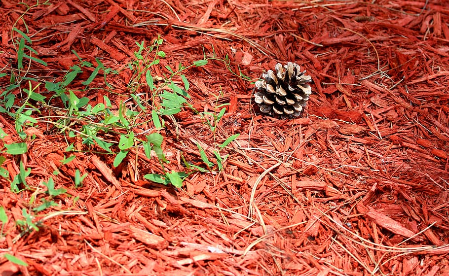 pinecone, tree, pinecones, evergreen, spruce, winter, day, plant HD wallpaper
