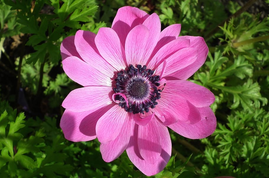 plant, flower, pink, spring, nature, garden, summer, petal HD wallpaper