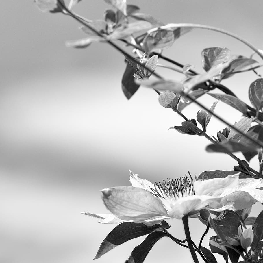 clematis, spring, flower, bandw, vines, plant, flowering plant HD wallpaper
