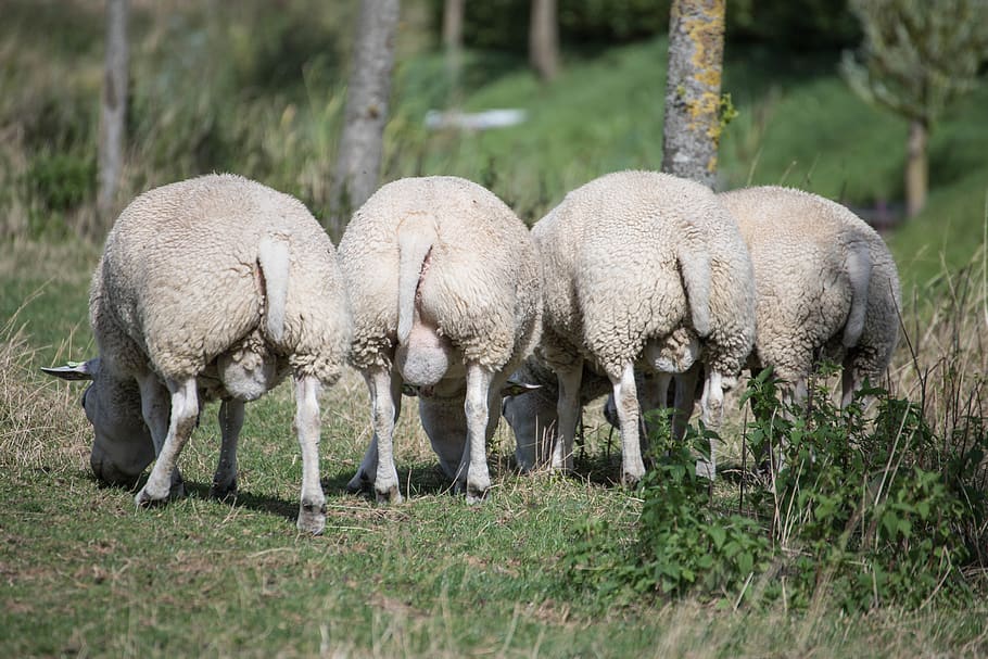 sheep, wool, meadow, cattle, animals, herd, countryside, nature HD wallpaper