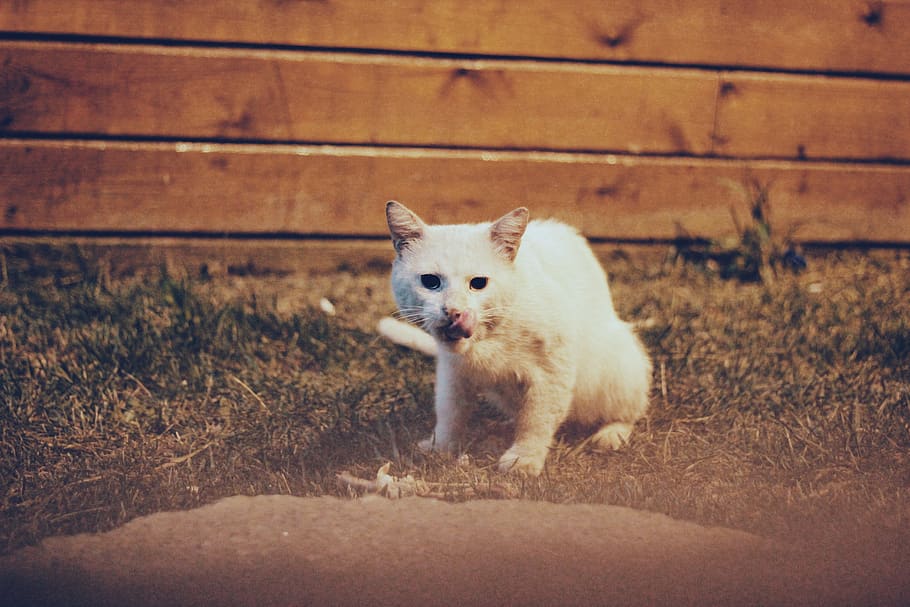 white cat, mammal, domestic, pets, domestic animals, one animal HD wallpaper