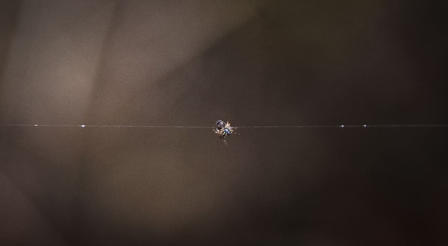spider, indoors, close-up, no people, copy space, diamond - gemstone HD wallpaper