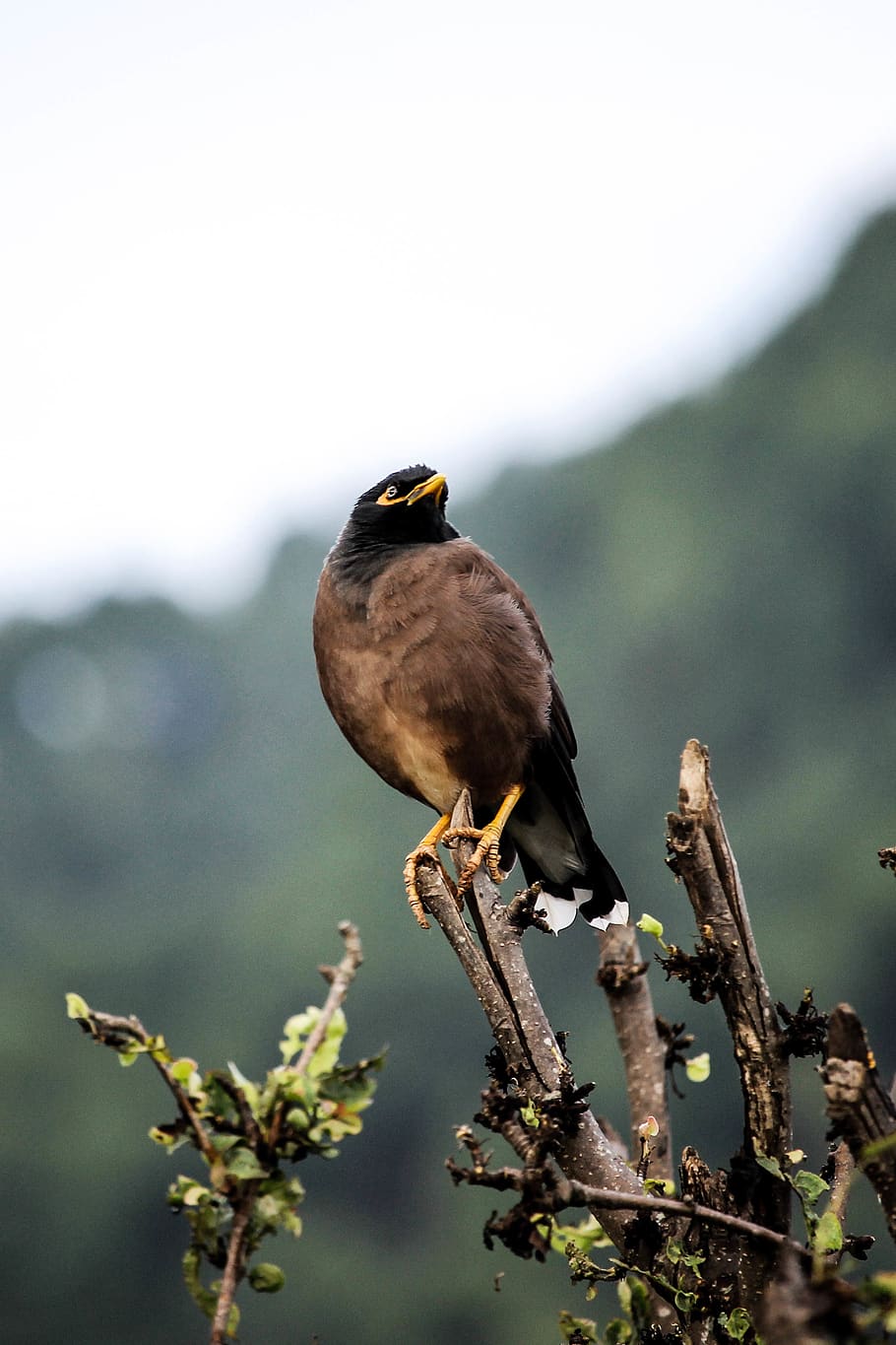 bird, forest, trees, looking up, one animal, animal themes HD wallpaper