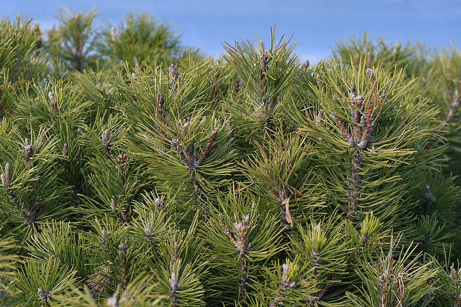 tree, plant, conifer, pine, bush, green, abies, fir, blue, sky HD wallpaper