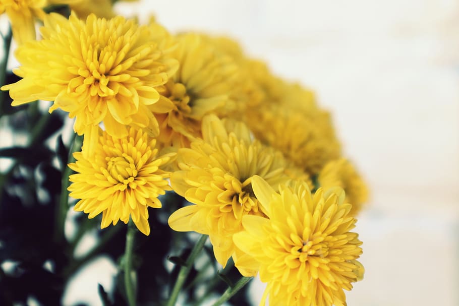 flower, flowering plant, yellow, fragility, vulnerability, freshness HD wallpaper
