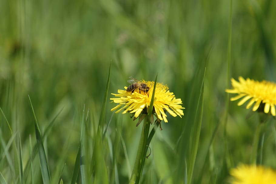 dandelion, bee, yellow, flower, pollen, nature, pollination, HD wallpaper