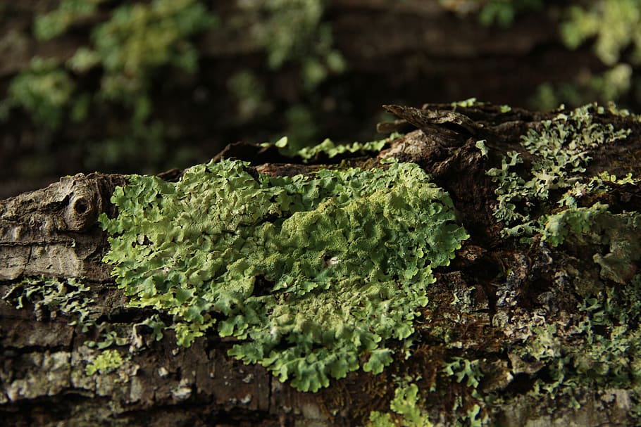 green color, plant, moss, close-up, selective focus, day, no people HD wallpaper