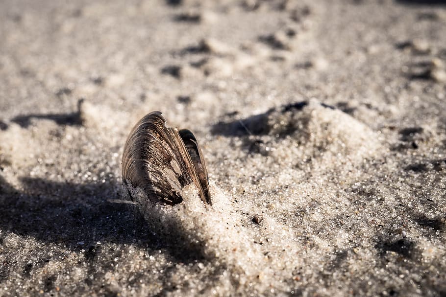 shell, sand, zingst, beach, sea, nature, animal, mollusk, bank HD wallpaper