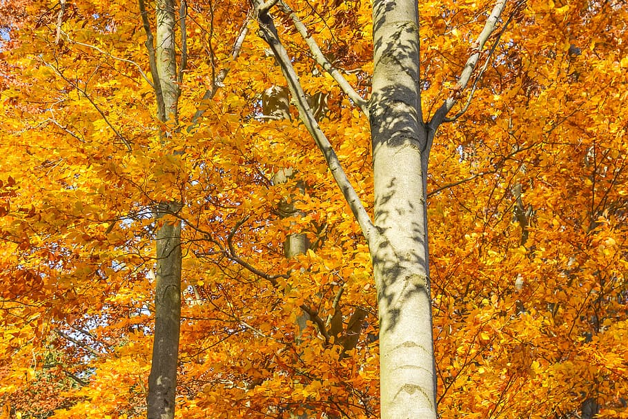 Trees in Autumn, nature, fall, plant, orange color, trunk, beauty in nature HD wallpaper