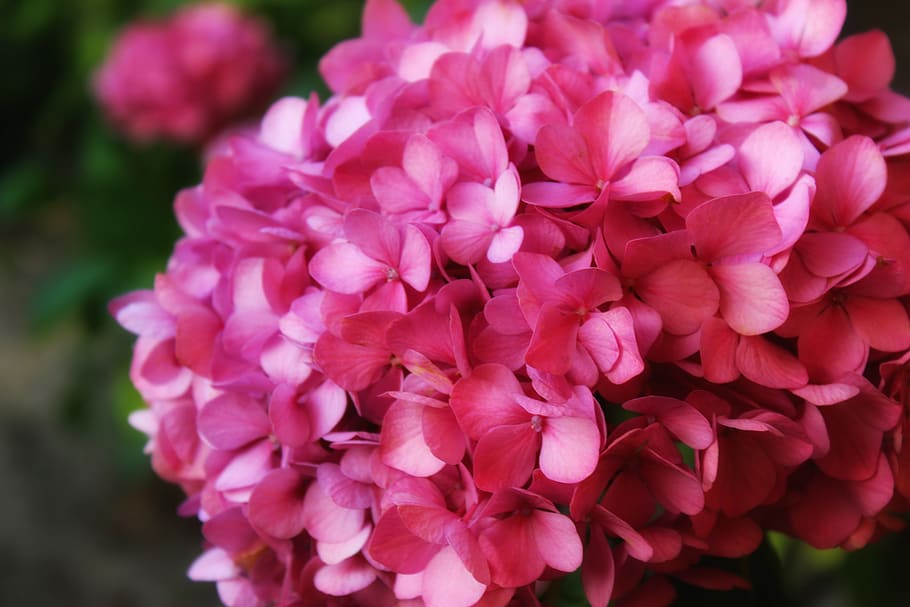 hydrangea, flower, plant, pink, summer, garden, flowers, floral HD wallpaper