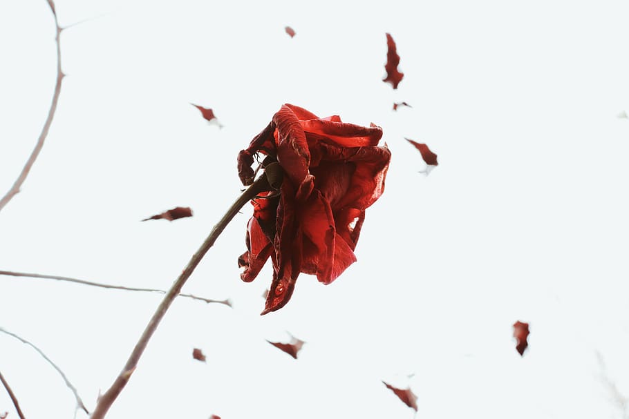 red, plant, nature, beauty in nature, leaf, close-up, no people HD wallpaper