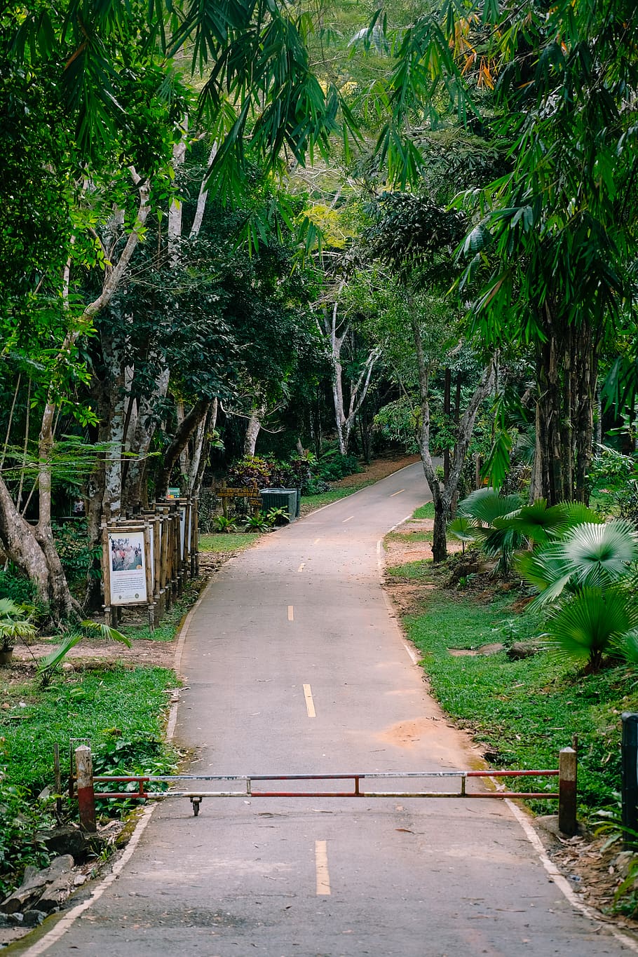 plants, unknown, adventure, green, nature, signs, road, phuket HD wallpaper