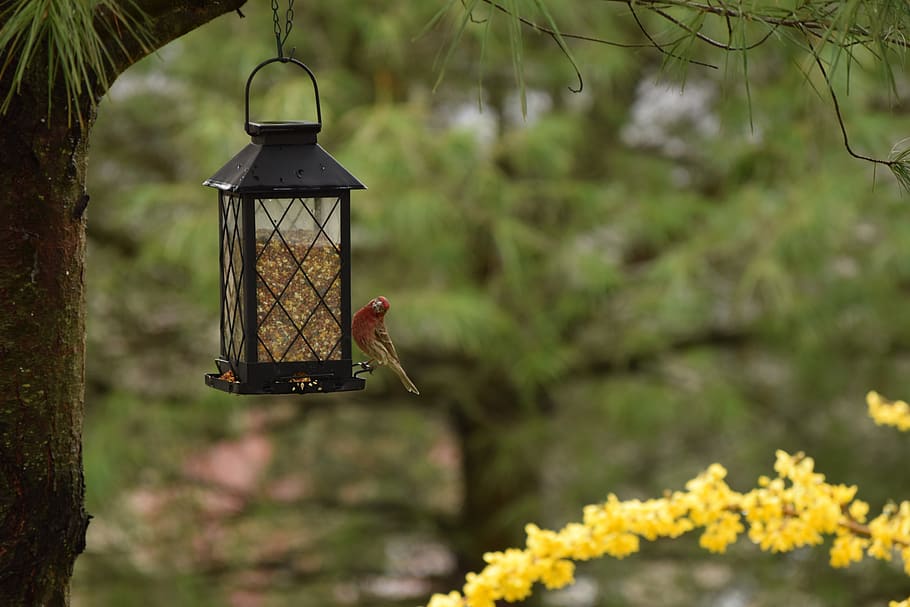black steel hanging lantern, bird feeder, animal, woodpecker, HD wallpaper