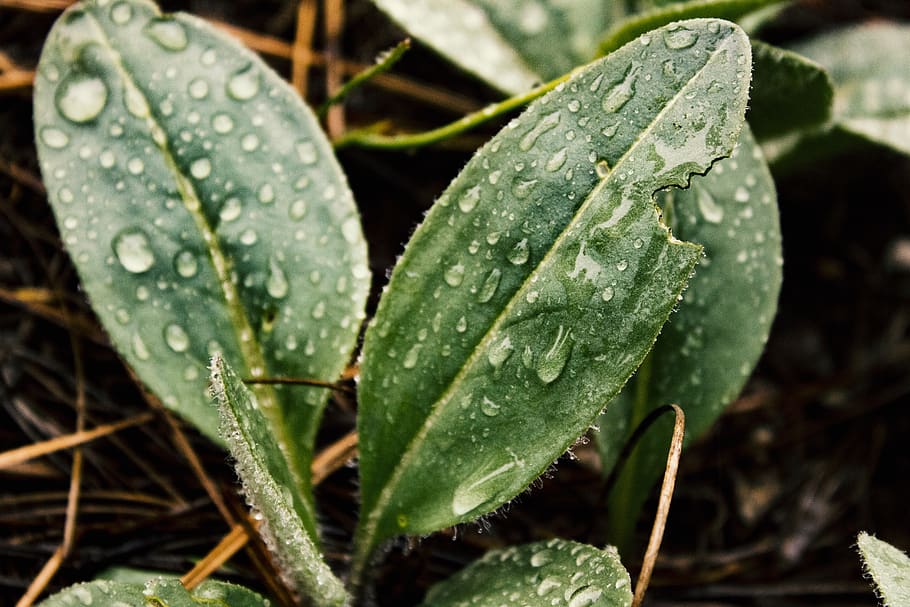 Green Leaf With Rain Drops, botanical, close-up, colors, dew HD wallpaper