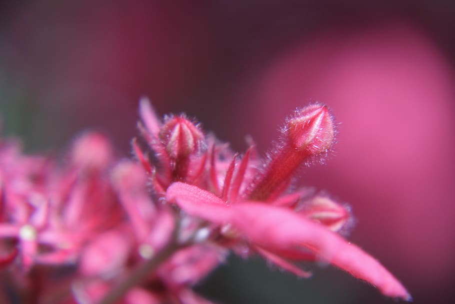 flower, red, cocoon, nature, garden, outbreak, beetle, close-up HD wallpaper