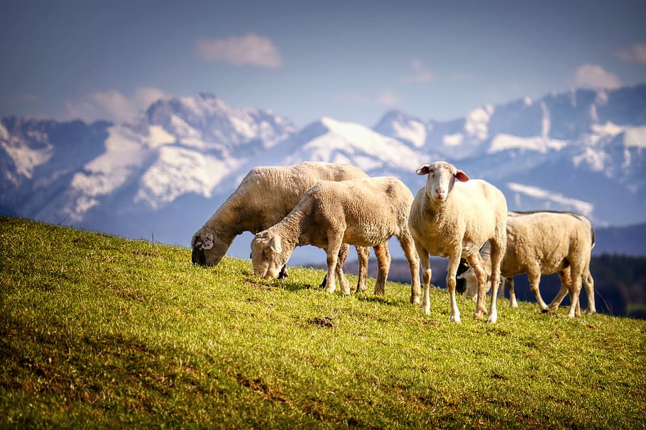 sheep, pasture, meadow, mountain, wool, flock of sheep, animals