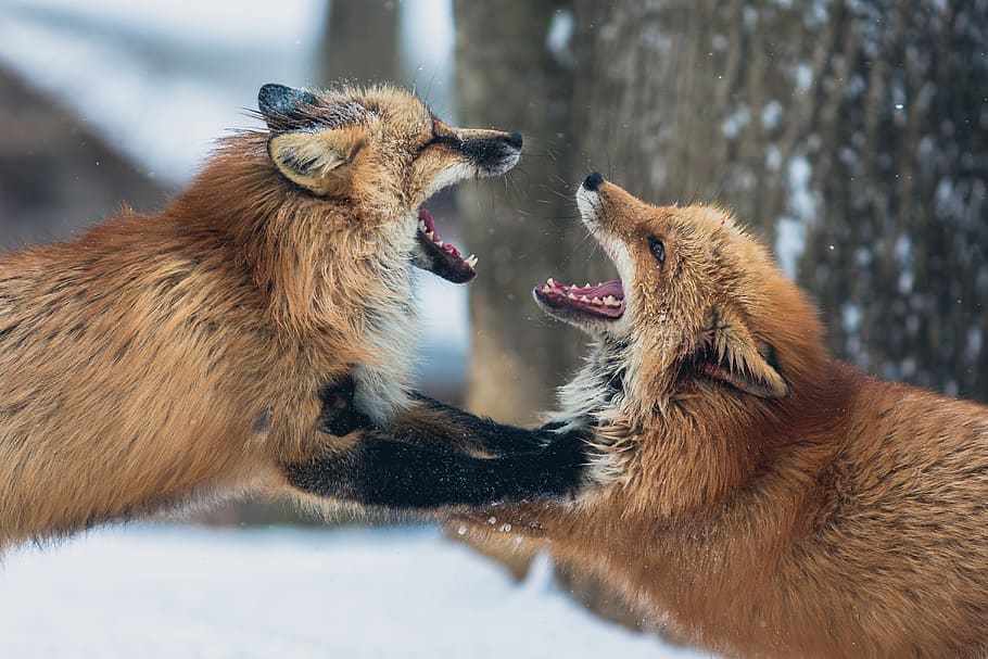 two brown fox, animal, animal themes, group of animals, mammal HD wallpaper